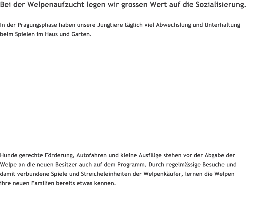 Bei der Welpenaufzucht legen wir grossen Wert auf die Sozialisierung.  In der Pr�gungsphase haben unsere Jungtiere t�glich viel Abwechslung und Unterhaltung beim Spielen im Haus und Garten.             Hunde gerechte F�rderung, Autofahren und kleine Ausfl�ge stehen vor der Abgabe der  Welpe an die neuen Besitzer auch auf dem Programm. Durch regelm�ssige Besuche und  damit verbundene Spiele und Streicheleinheiten der Welpenk�ufer, lernen die Welpen  ihre neuen Familien bereits etwas kennen.
